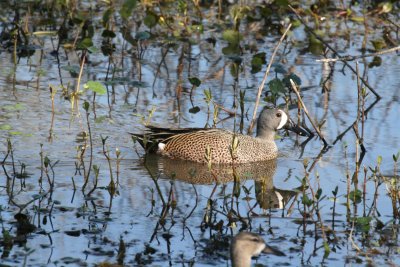 Blue Winged Teal-Male