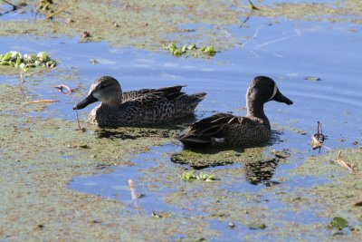 Pair of blue Winged Teals