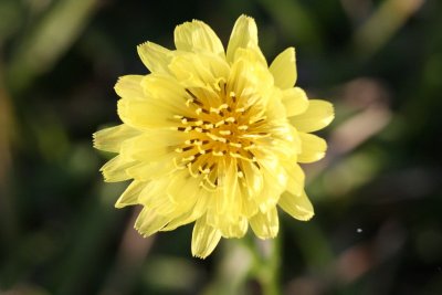 Texas Dandelion (Pyrrhopappus pauciflorus)