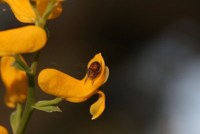 Southern Corydalis (Corydalis micrantha)