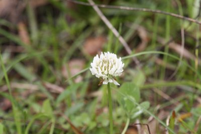 White Clover (Trifolium repens)