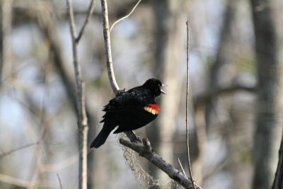 Red-Winged Blackbird-Singing