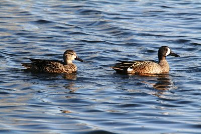 Blue Winged Teals