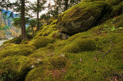 The Mossy Place