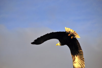 Eagle In Flight