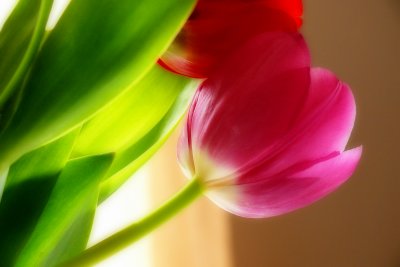 Tulip Light
