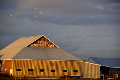 Beachcroft Farm