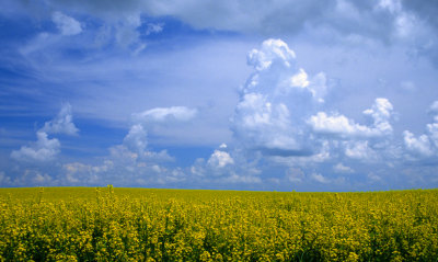 Canola Dreams