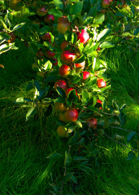 Ready for the Picking