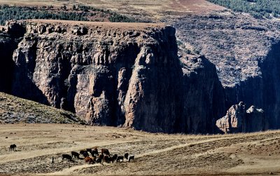 Grazing Above the Falls