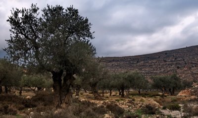 Olive Trees