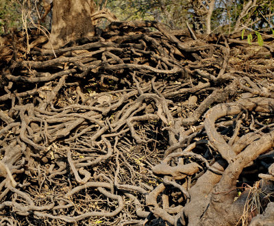 African Roots