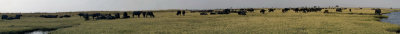 Buffalo Herd Panorama