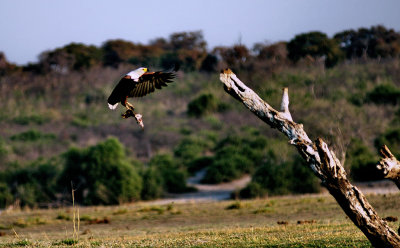 Fish Eagle Landing