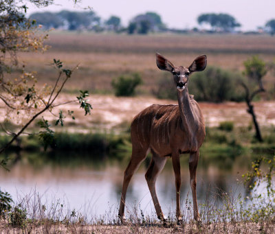 Female Kudu