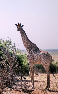 Giraff