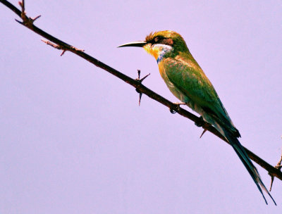 Lovely Green