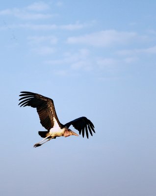 Pelican in Flight