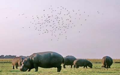 Birds Circling for Attack