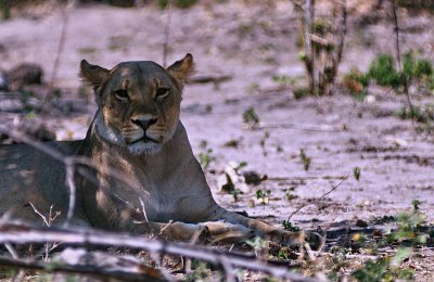 Lioness Relaxing - Front