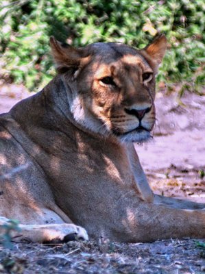 Lioness Relaxing - Side