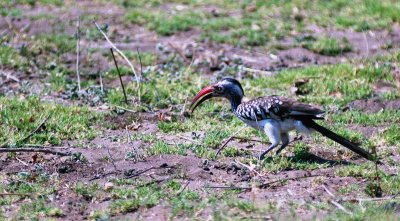 Hornbill