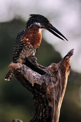 Kingfisher on Break