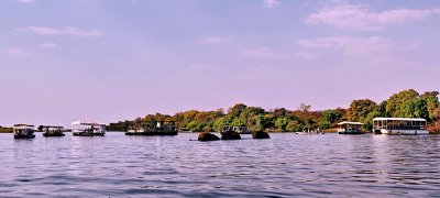 Three Elephants Swimming the Chobe River