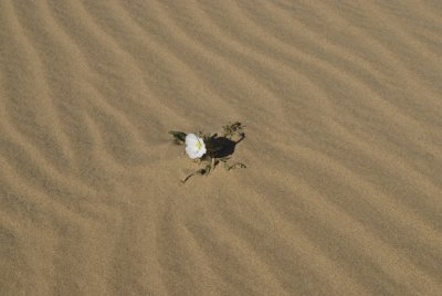 Mojave Desert
