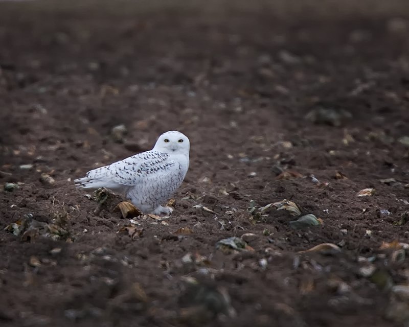 Snowy Owl. IMG_8547.jpg