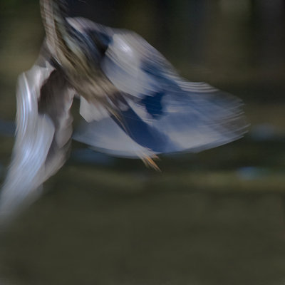 Green Heron IMG_3021.jpg