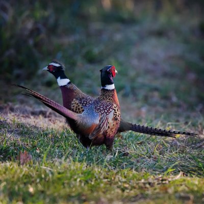 Pheasant. IMG_3986.jpg