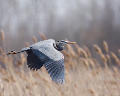 Great Blue Heron IMG_0247.jpg