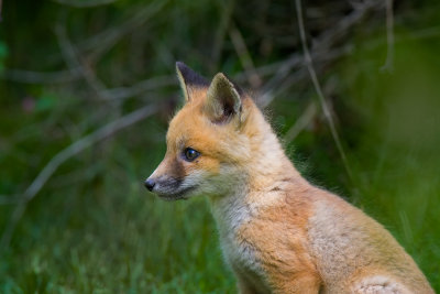 Fox Kit IMG_0982.jpg