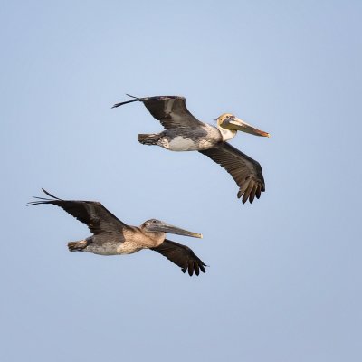 Pelicans IMG_1876.jpg