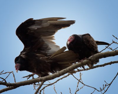Turkey Vulture. IMG_1192.jpg