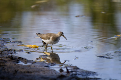 Sandpiper IMG_1111.jpg