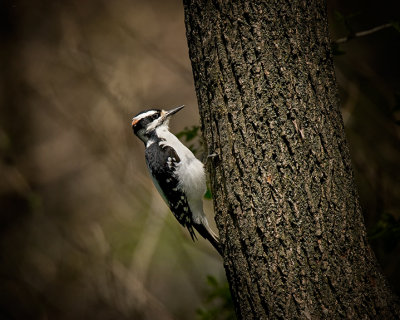  Woodpecker IMG_6651.jpg