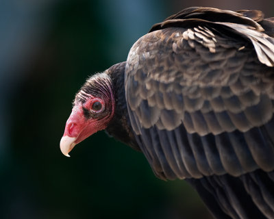 Turkey Vulture IMG_3739.jpg