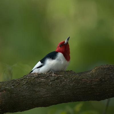 Red-Headed Woodpecker IMG_7707.jpg