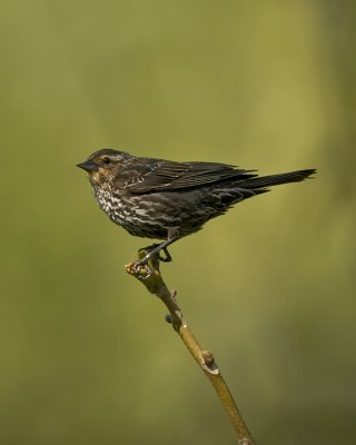 Female Rwd-Winged Blackbird IMG_7502.jpg