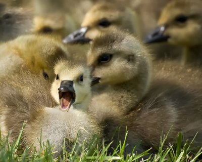 Gosling IMG_7370.jpg