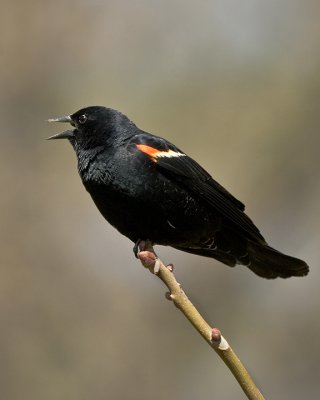 Red-Winged Blackbird IMG_5213.jpg