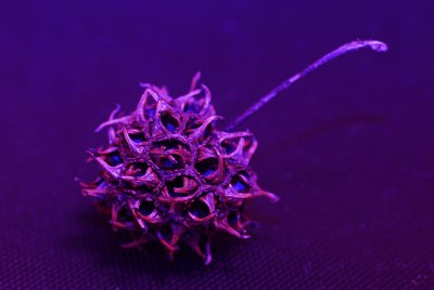 Sweetgum ball