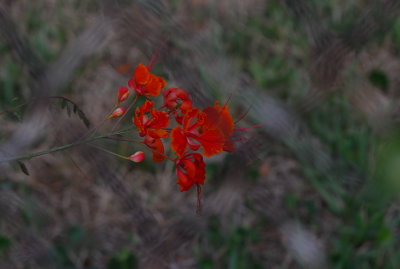misc_photos