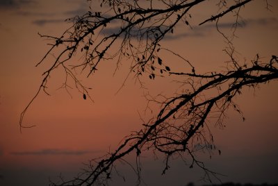 Twigs and Branches