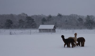 Alpaca In the snow