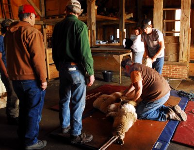 Spring Shearing Time 10