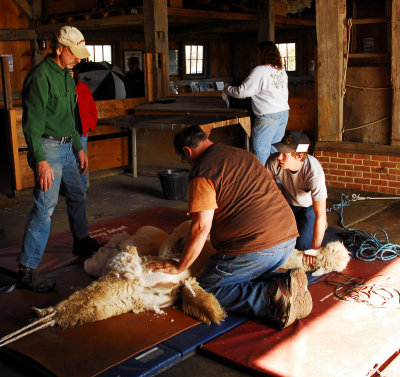 Spring Shearing Time 11