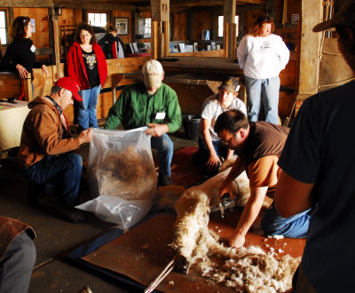 Spring Shearing Time 12